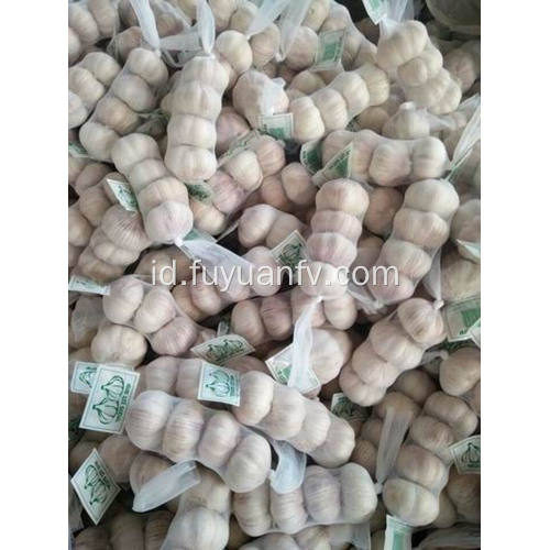 Bawang putih putih murni 5.0-5.5cm